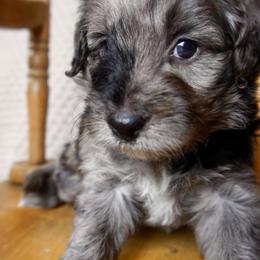 Desi - Blue merle male Aussiedoodle puppy in Davie, Florida from Miami Mini Doodles
