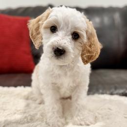 Teal Girl. Bluey - Parti female Goldendoodle puppy in Twin Falls, Idaho from Magic Valley Family Doodles