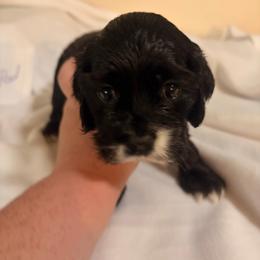 Lillypad - Black and white female Cocker Spaniel puppy in Hickory, North Carolina from Homegrown Spaniels