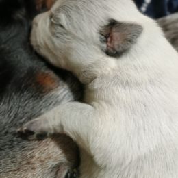 Australian Cattle Dog Puppies from Kurczak Farm LLC