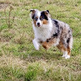 Australian Shepherd and Miniature Australian Shepherd All Grown Up from The Great Bambino SunState Aussies!