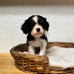 Mr. Blue - Tri-color male Cavalier King Charles Spaniel puppy in Port Richey, Florida from Sunshine State Cavaliers