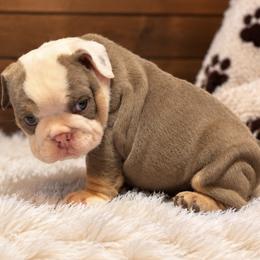 Maple - Lilac tri-color female Bulldog puppy in Bell Gardens, California from G bulldogs
