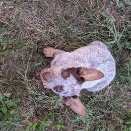 Australian Cattle Dog Puppies from Rising J Cattle Dogs