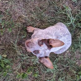 Australian Cattle Dog Puppies from Rising J Cattle Dogs