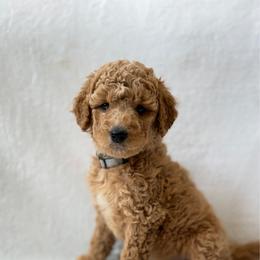 Girl 4 - Apricot female Goldendoodle puppy in Valley Farms, Arizona from Gall’s Doodle Ranch