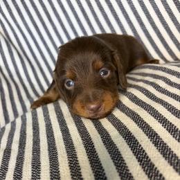 MM MALE 2 - Chocolate and tan male Dachshund puppy in Elkhart, Indiana from Hart City Dachshunds