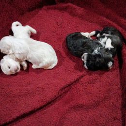 Havanese puppies from Honey-Bee Home Havanese