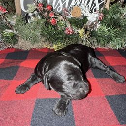 Pistol - Black male Goldendoodle puppy in Decatur, Texas from 4F Farms