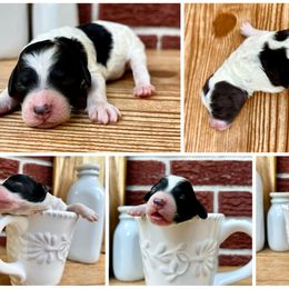 Goldendoodle and Poodle Puppies from SnickerDoodlePups