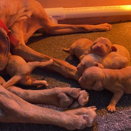 Boy 2 - Vizsla puppy in Riverview, Indiana from Kismet Vizslas