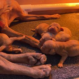 Boy 2 - Vizsla puppy in Riverview, Indiana from Kismet Vizslas