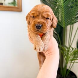 Gala - Red  male Goldendoodle puppy in West Haven, Utah from Split Mountain Doodles