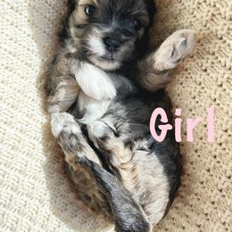Girl 2 - Black gold and white female Shihpoo puppy in Seymour, Tennessee from Mel’s Teddy Bear Puppies