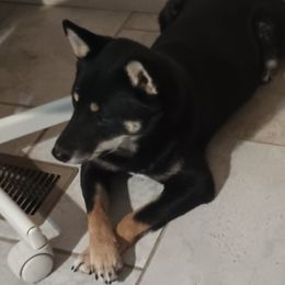 Athena - Shiba Inu