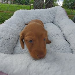 Dachshund Puppies from Chelisa Crabtree