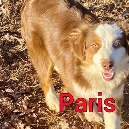 Paris - Miniature American Shepherd puppy from Carolina Pride Aussies