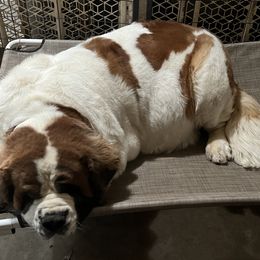 Saint Bernards from Tiffeny’s pups
