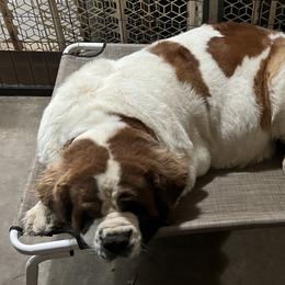Saint Bernards from Tiffeny’s pups