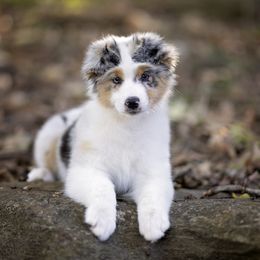 Australian Shepherd Puppies from Riverlook Australian Shepherds
