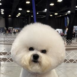 Bichon Frises from Oksana Novoselova