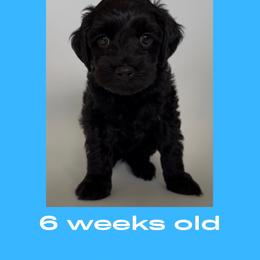 Chandler - blue collar - Black male Labradoodle puppy in Beavercreek, Oregon from Auburn Sky Labradoodles