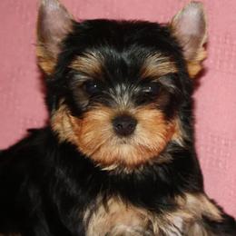 Yorkshire Terriers from Trinity Yorkshire Terriers