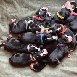 Orange - TBD - Black, white and red female Greater Swiss Mountain Dog puppy in Everett, Pennsylvania from Sweet Stream Swissies
