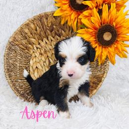 Aspen - Tri-color female Bernedoodle puppy in Saratoga Springs, Utah from O’Hearon’s Amazing Puppies