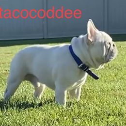 Rusty - French Bulldog