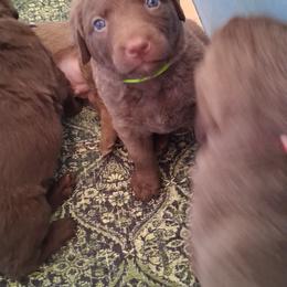 Lime - Light brown female Chesapeake Bay Retriever puppy in De Forest, Wisconsin from Rennocks Top Of The Marsh Chesapeake Bay Retrievers