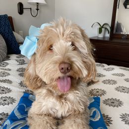 Sadie - Australian Labradoodle
