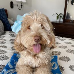 Sadie - Australian Labradoodle