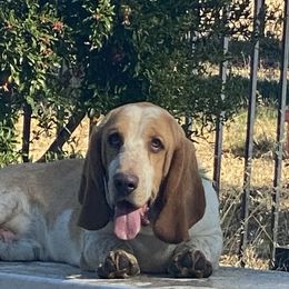 Odin - Basset Hound