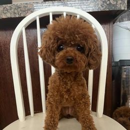 May - Poodle