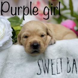 Golden Retriever Puppies from All shades Golden