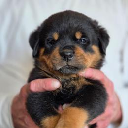 Foxy - Black and mahogany female Rottweiler puppy in Salt Lake City, Utah from Snubnose Rottweilers LLC