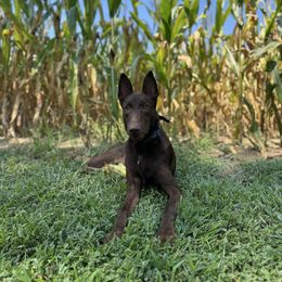 Gatsby - Belgian Malinois