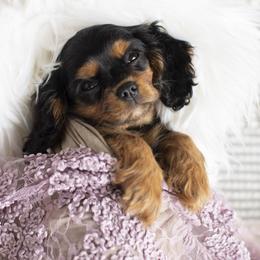 Brittany and Cavalier King Charles Spaniel Puppies from Katy Cavaliers & Barefoot Days Brittanys