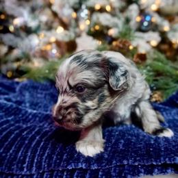 Gustav (Klimt) - Blue merle male Aussiedoodle puppy in Davie, Florida from Miami Mini Doodles