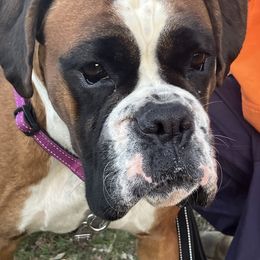 Boxer All Grown Up from Rumors of Luv Boxers