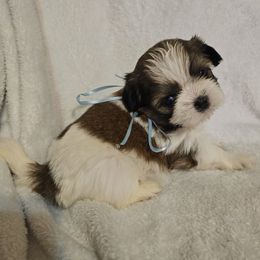 Boomer - Tricolor male Shih Tzu puppy in Vernon, Texas from Jennifer's Shih Tzus