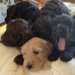 Assorted Doodle Crosses from Woodside Labradoodles