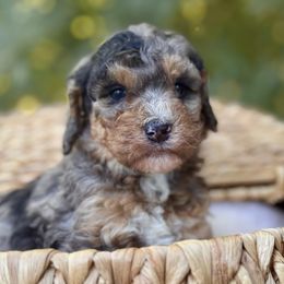 Splash - Blue merle male Bernedoodle puppy in Vacaville, California from Starlight Goldendoodles