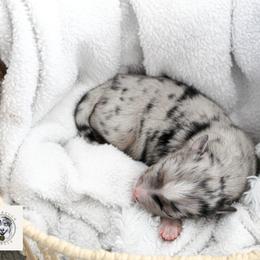 Miniature Australian Shepherd Puppies from Yarborough Kennels