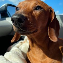 Cali - Dachshund