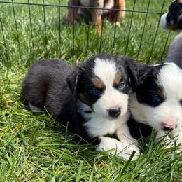 Lenny - Black tri male Miniature Australian Shepherd puppy in Marion, Michigan from Highland Hills Mini Aussies