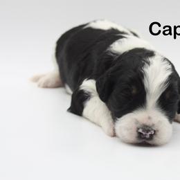 Cappuccino - Black and white male Bernedoodle puppy in Scottsville, Kentucky from Barren River Bernedoodles and Poodles