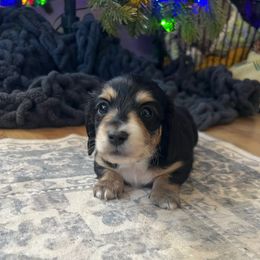 Yellow - Black and tan female Dachshund puppy in Casper, Wyoming from Daisy's Doxies & Doodles
