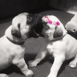 Mastiffs from Silver Mountain Mastiffs